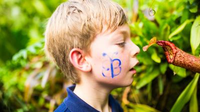 A close up of a young boy with butterfly face paint looking closely at a plant